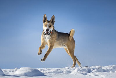 dog jumping in the air in snowy winter scene Crested Butte Colorado