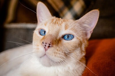 cat with blue eyes and freckled nose flame point siamese orange kitten