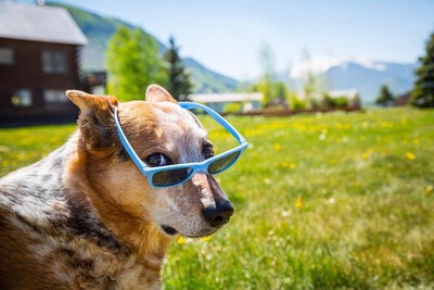 dog wearing blue sunglasses in Crested Butte Colorado summer