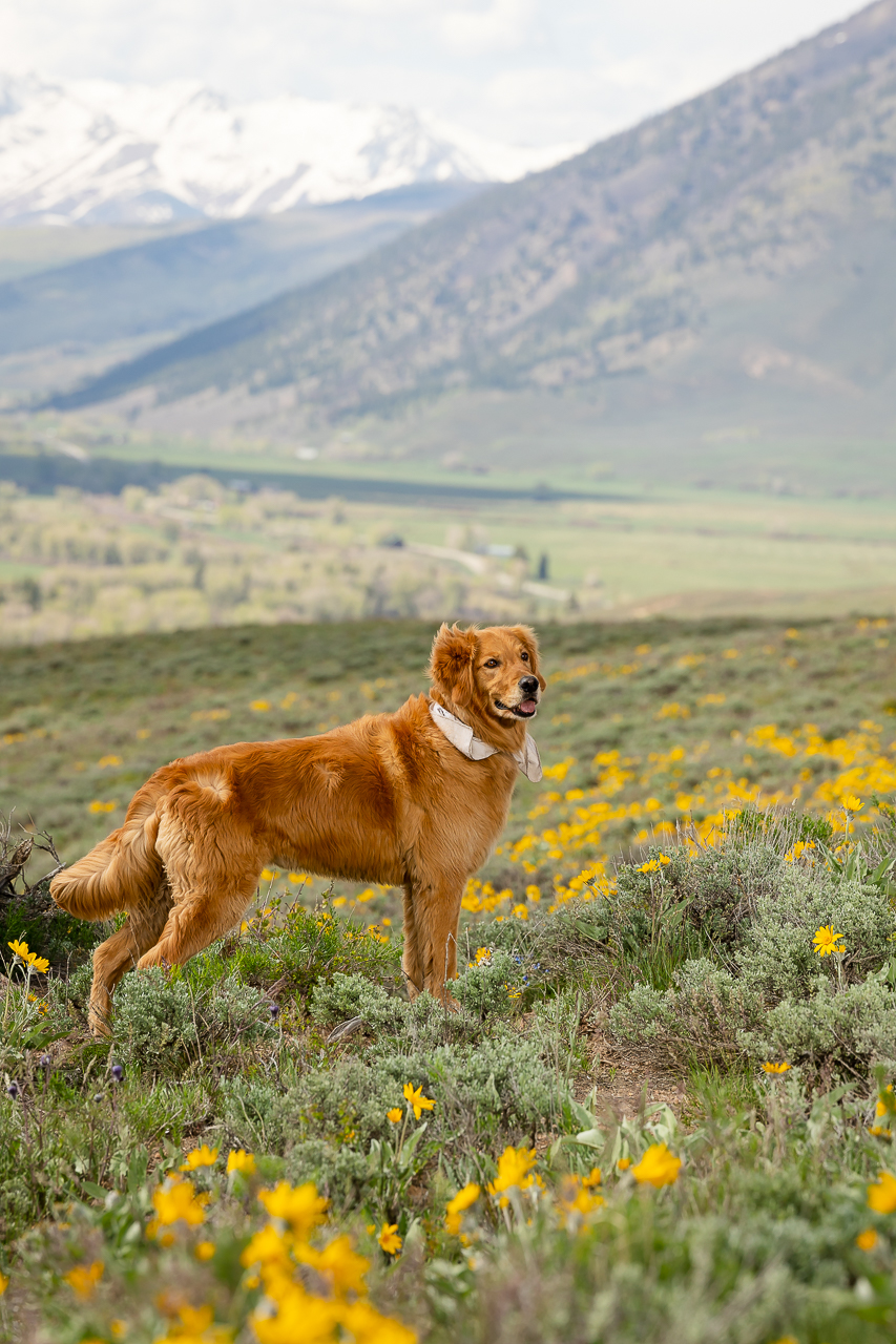 fly fishing Taylor Park Reservoir Almont Crested Butte photographer Gunnison photographers Colorado photography - proposal engagement elopement wedding venue - photo by Mountain Magic Media