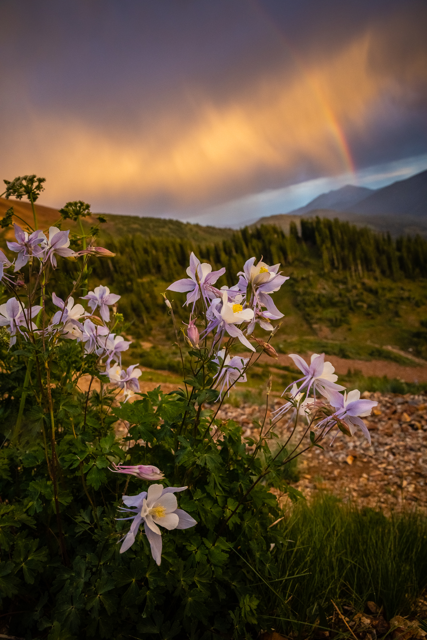 rainbow columbines paradise divide scenic - photo by Mountain Magic Media