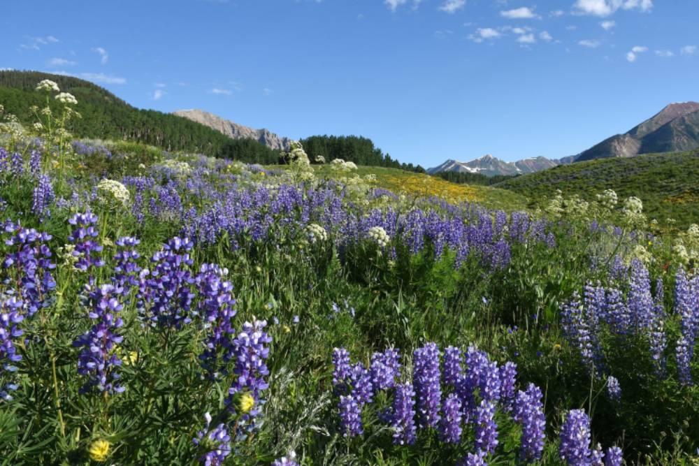 Lupine-Lupinus-ssp.-scaled-960x500_c-1.jpg