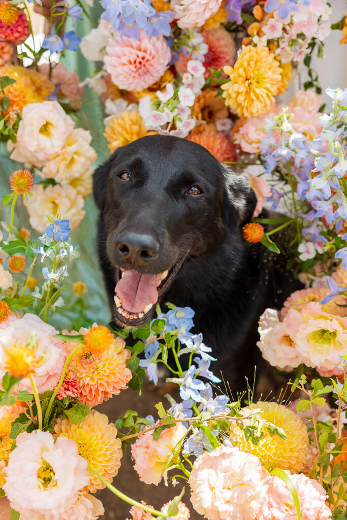 dog surrounded by flowers bridal bouquets in Crested Butte wedding venues and florals